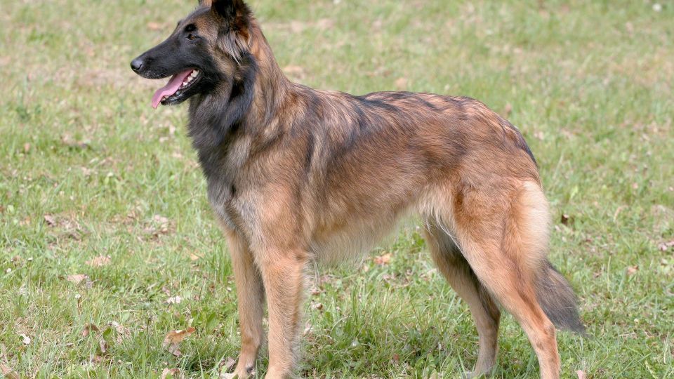 Belgian Shepherd Dog (Laekenois)